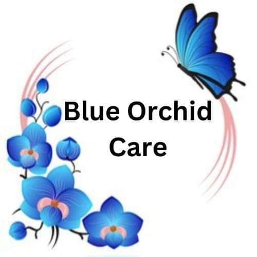 Blue Orchids with a butterfly