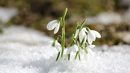 snowdrops