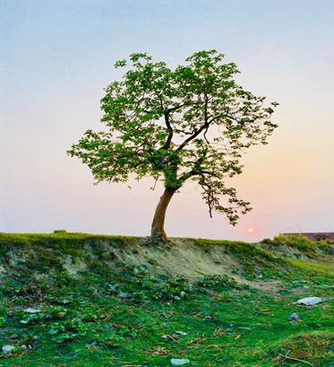 Image of a single tree