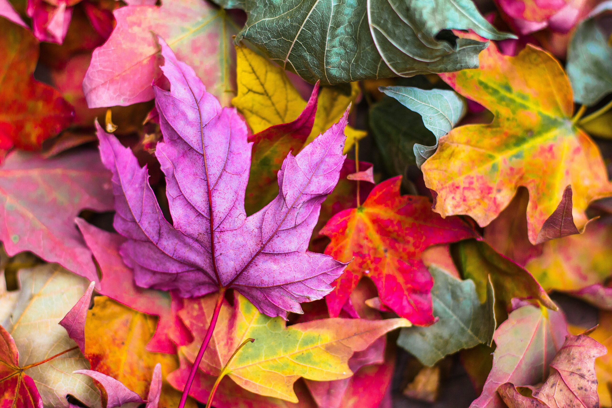 A vibrant image of Autumn, reflecting that life can still be bright in later life