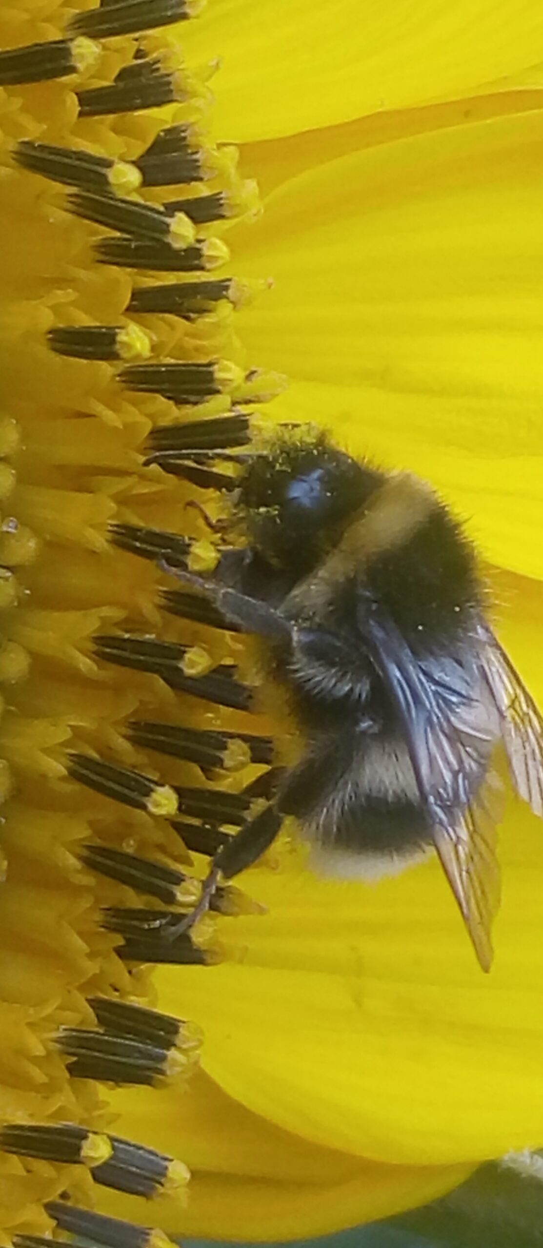 Company logo: a close-up photo of a bumble bee on a sunflower