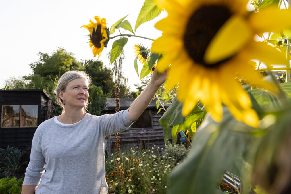 A woman looking at sun flowers in a garden.