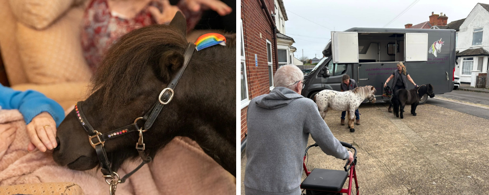 Ponies engaging with people