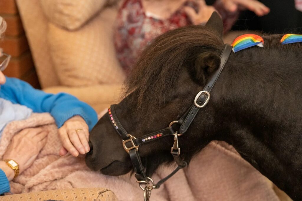 A person rubbing a pony's nose