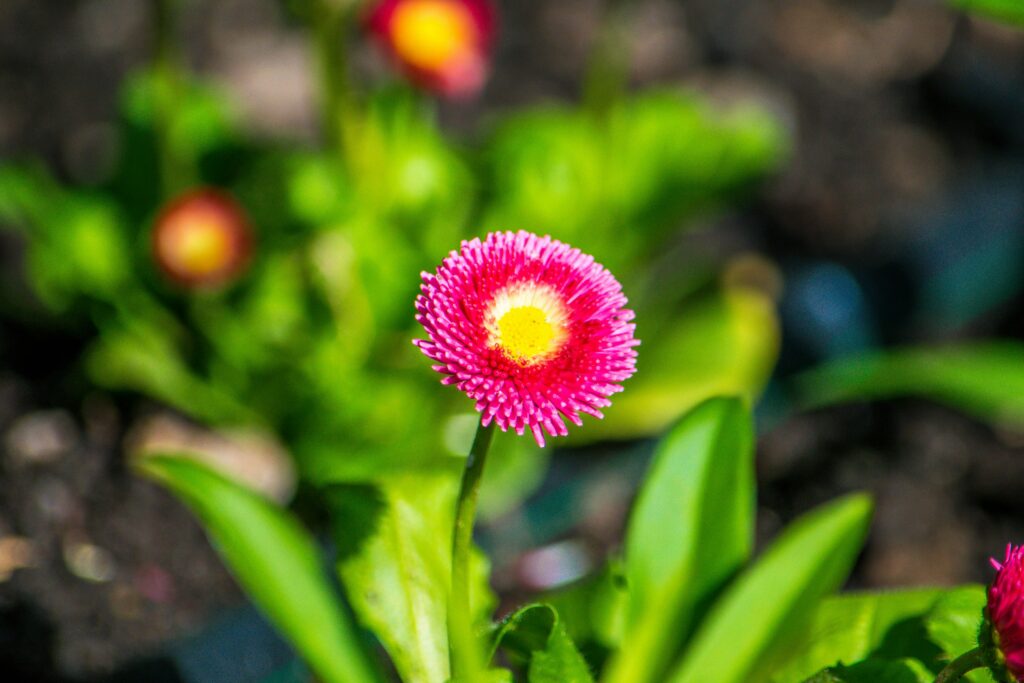 A flower in a garden